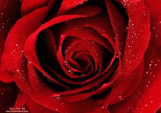 a red rose for youwww p3media com 528 x 396